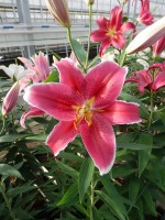 [5314 Joop VWS No02.JPG]